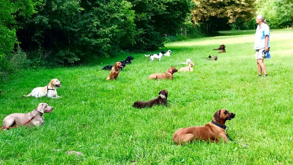 Hunde sitzen in einer Reihe und warten auf den Ruf ihrer Besitzer
